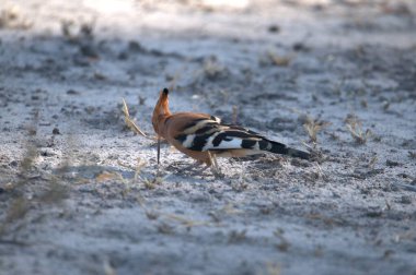 Doğadaki güzel kuş