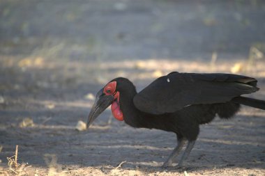 siyah - kanatlı aynak (eudomus cicicius )
