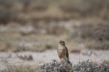 a closeup shot of a bird in the desert