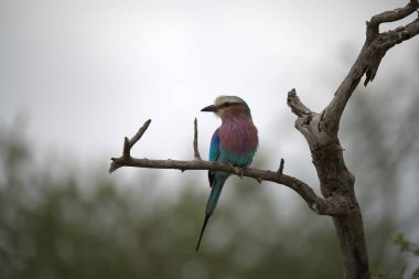 Mavi gözlü bir patencinin yakın plan çekimi.
