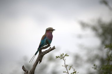 mavi patenci - yiyen kuş (garops merdiops )