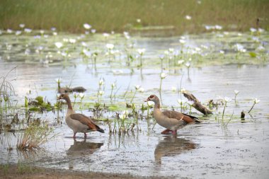 Güzel beyaz kuğular gölette