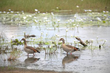 Göldeki beyaz ördekler