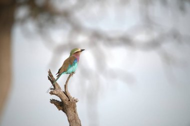 a closeup of a beautiful bird
