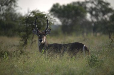 erkek Impala kruger national Park