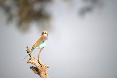 Güzel bir kuşun yakın çekimi.