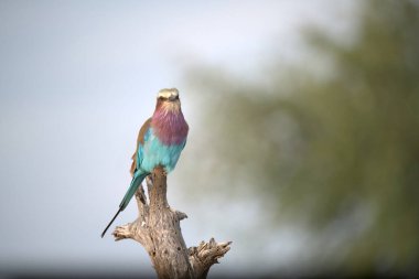 Erkek bir kuşun yakın çekimi.