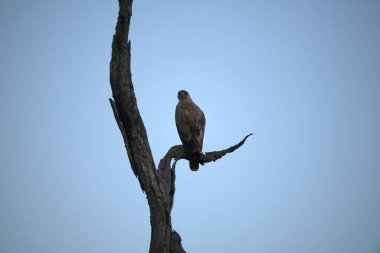 Bir ağacın dalında bir kuş oturuyor.