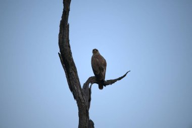 Bir kuşun yakın plan çekimi.