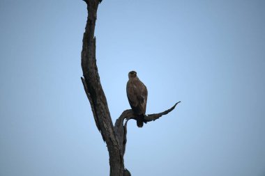Ağaçta oturan kel kartal
