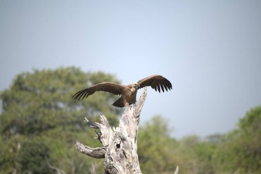 Kırmızı kanatlı akbaba uçuyor.