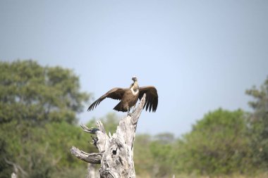 a large red - billed eagle - ( haliaeetus leucophalus )