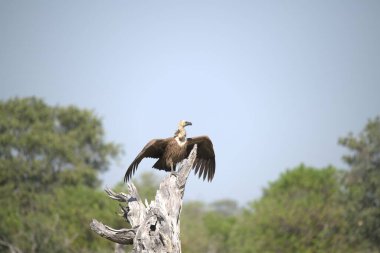Uçuşta beyaz kuyruklu pelikan