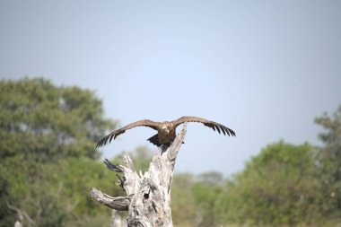 a closeup shot of an eagle flying in the forest
