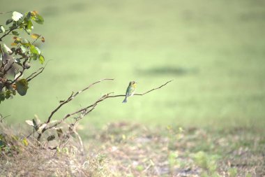 Bir kuşun yakın plan çekimi.
