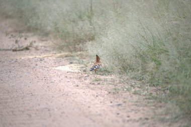 Bir kuş yerde oturuyor.