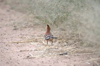 Ormanda bir dalda bir kuş oturuyor.