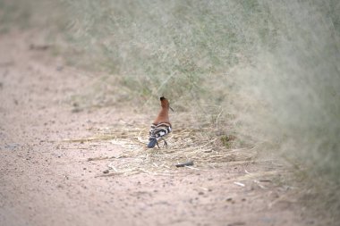 the hoopoe ( sphenepa pops ), is a large bird that is a species of bird in family, in the family of birds