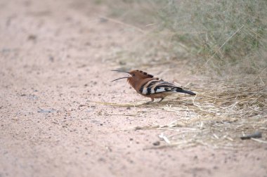 a bird on a branch of the tree in the forest