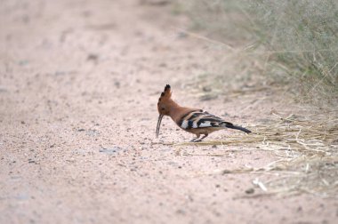 hoopoe ( epupa epops ) in the natural habitat
