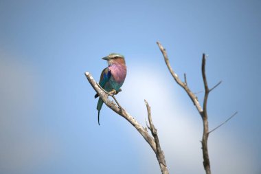 blue - breasted roller ( coraciops ruacius )
