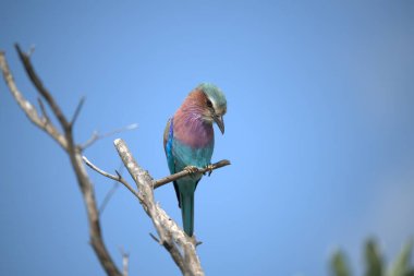 blue - breasted roller ( roller acias acias acilus ) on the tree, in the park in the evening, in the background