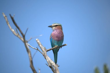 blue - breasted roller ( coracias corops coracias ) in kruger national park, south africa, specie coracias