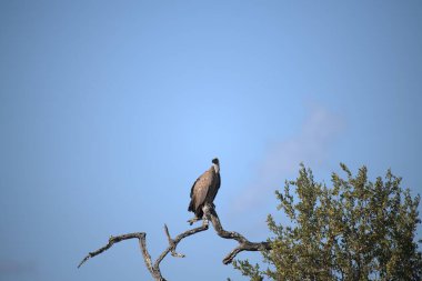 a black crow perched on the tree
