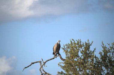 a closeup shot of black stork perched on tree branch