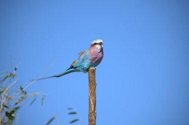 blue - winged sted bird in the wild nature