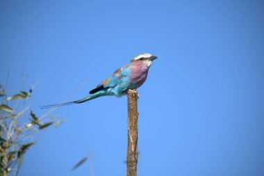 blue kingfisher, cedo atatdo, perching on branch, perched, looking up, sitting on a branch, blue sky background.