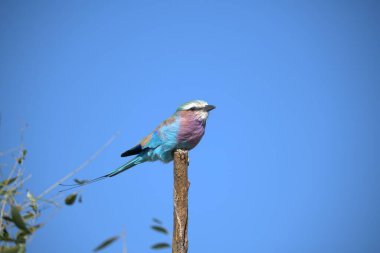 blue bird perched on a post
