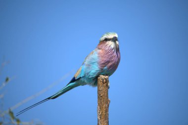 blue roller - breasted roller ( gargarlus garlus )