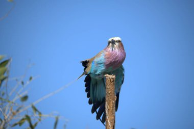 Güzel kuş, doğa faunası