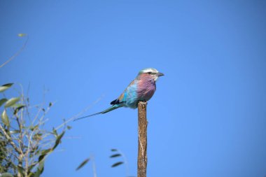 blue - breasted roller ( roller acias garlus ) on a tree branch in national park, kenya.