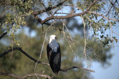 büyük gri balıkçıl (ardea cinerea )