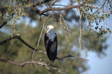 great white heron in the forest