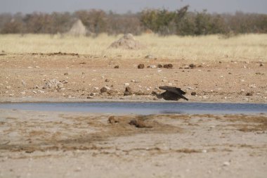 african wildlife in etosha national park, namibia