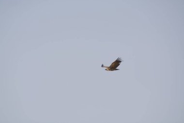 Gökyüzünde uçan bir kuş