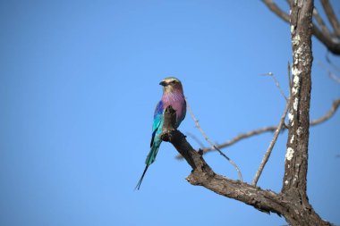 a blue - tailed kestrel perched on a tree branch