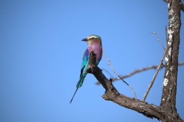 Bir ağaca tünemiş mavi göğüslü bir silindir.