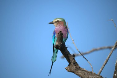mavi Kingfisher (alcedo at this )