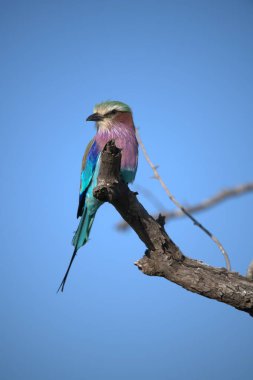 blue - breasted roller ( roller coracias acius ) on a branch in the natural park, in the morning