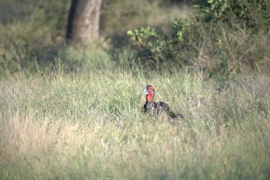 red - crowned crane ( balbalonica balina )