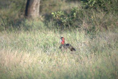 red - billed hornbill in the savannah in kenya
