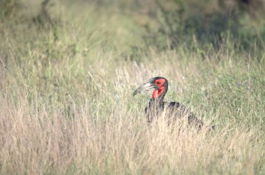 red pheasant in the field in autumn