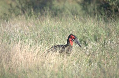 black - tailed godwit ( godmosa liliris )