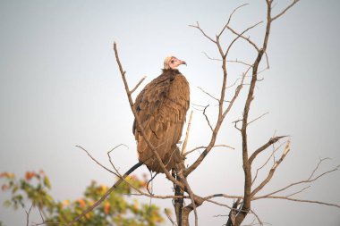 african vulture, south africa