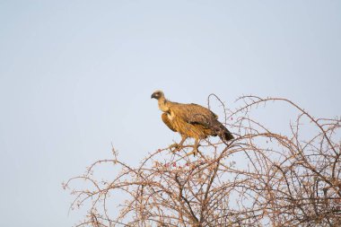 Vahşi doğada bir kuş.