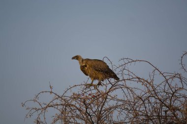 Parktaki ağacın dalındaki kuş.
